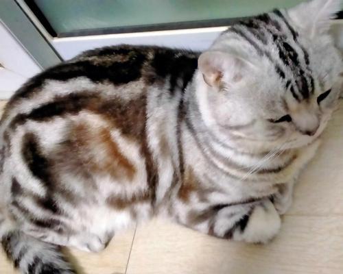 揭开猫咪吐绿水之谜（探究猫咪消化系统问题的原因及处理方法）(图2)