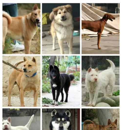 狗狗品种大全——探索各类可爱狗狗的特点和特征（全面了解不同狗狗品种，带你进入狗狗