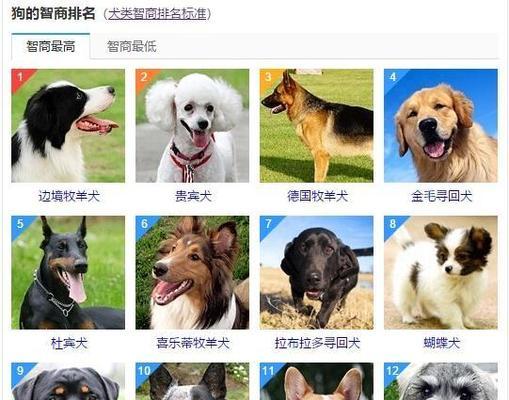 狗狗品种大全——探索各类可爱狗狗的特点和特征（全面了解不同狗狗品种，带你进入狗狗的多彩世界）(图3)