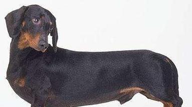 一万多的狗（以狗品种为主题，探索狗的多样性和个性特点）(图3)