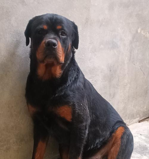 一万多的狗（以狗品种为主题，探索狗的多样性和个性特点）(图1)