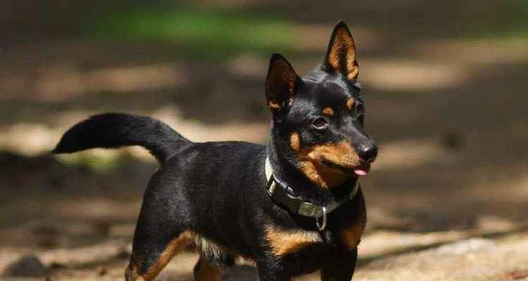 一万多的狗（以狗品种为主题，探索狗的多样性和个性特点）(图2)