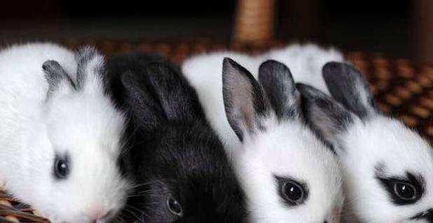 如何正确饲养熊猫兔（以熊猫兔饲养方式为主题，让你成为专业养兔达人）(图4)