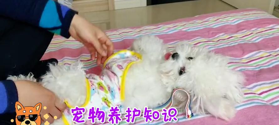 狗狗的生理周期（了解狗狗生理周期的重要性与常见问题）(图3)