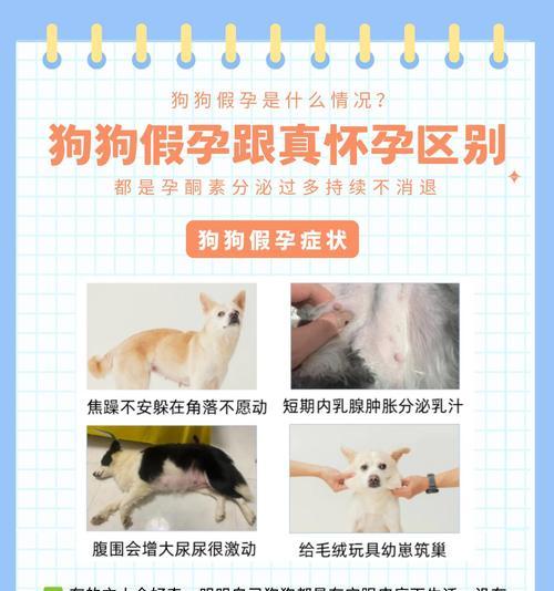 母狗假孕的症状和疗程（了解假孕对母狗的影响及如何处理）(图3)