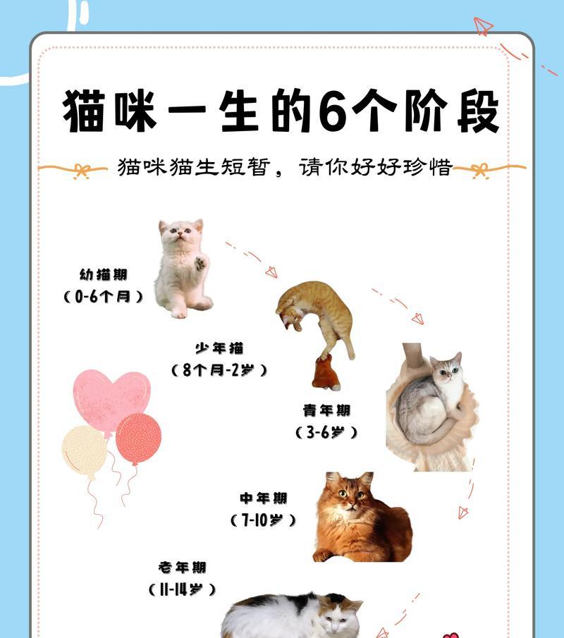 不同阶段幼猫的饲养秘籍（如何喂养不同阶段的幼猫？）(图1)
