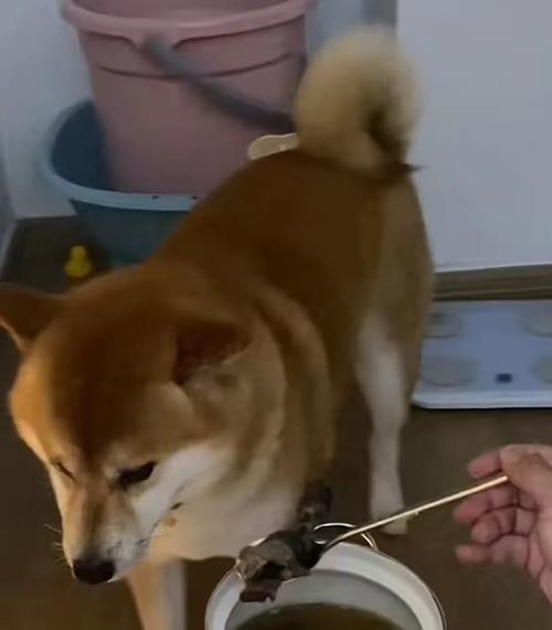 探索成年后三斤以下的狗的品种和特点(小型犬种中体重轻于三斤的狗的独特魅力)(图2) 探索成年后三斤以下的狗的品种和特点(小型犬种中体重轻于三斤的狗的独特魅力)(图2)