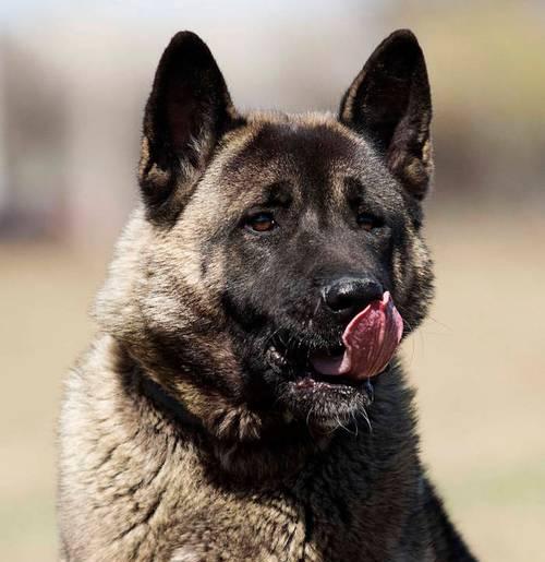 探索成年后三斤以下的狗的品种和特点(小型犬种中体重轻于三斤的狗的独特魅力)(图1) 探索成年后三斤以下的狗的品种和特点(小型犬种中体重轻于三斤的狗的独特魅力)(图1)