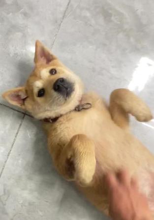 探索成年后三斤以下的狗的品种和特点(小型犬种中体重轻于三斤的狗的独特魅力)(图3) 探索成年后三斤以下的狗的品种和特点(小型犬种中体重轻于三斤的狗的独特魅力)(图3)