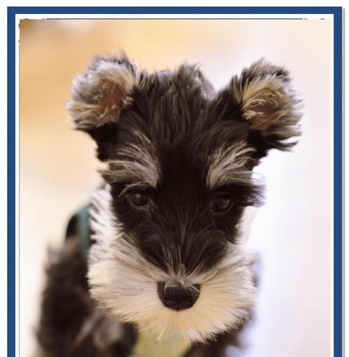 雪纳瑞刚剪耳朵毛多久能长回来？（了解耳朵毛生长周期，让你的雪纳瑞宠物更迷人）(图1)