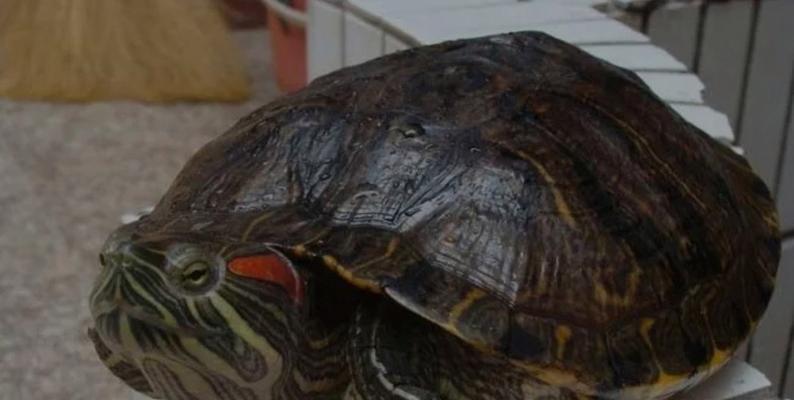 巴西红耳龟进入中国的历程（探究巴西红耳龟的繁殖能力及对中国的影响）(图4)