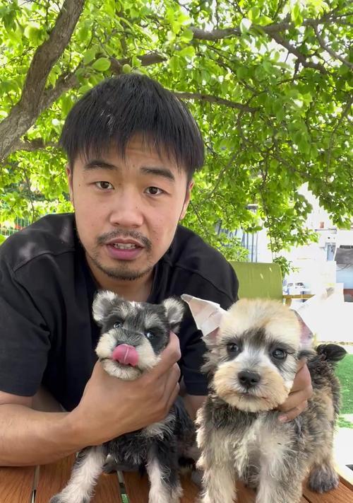 雪纳瑞刚剪耳朵毛多久能长回来？（了解耳朵毛生长周期，让你的雪纳瑞宠物更迷人）(图3)