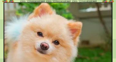 狗狗打嗝的原因及解决方法（了解狗狗打嗝的6大成因，让它安心吃饭）(图2)