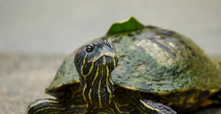 巴西红耳龟进入中国的历程（探究巴西红耳龟