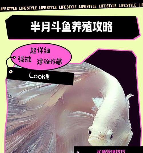 斗鱼卵孵化与小鱼饲养指南（孵化周期及方法，小鱼养护技巧）(图3)