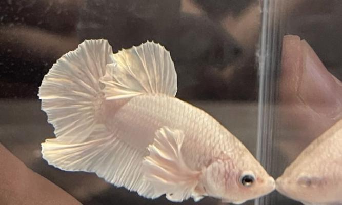 斗鱼卵孵化与小鱼饲养指南（孵化周期及方法，小鱼养护技巧）(图2)