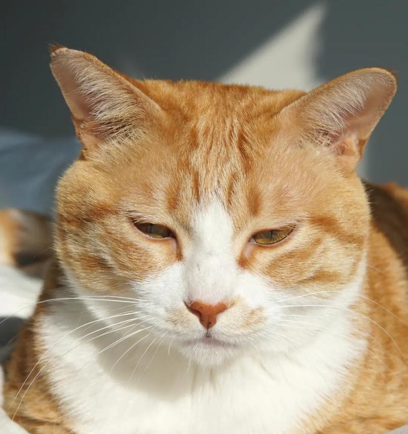 猫咪常见的癌症及预防方法（猫咪健康关注，预防癌症从现在开始）(图2)