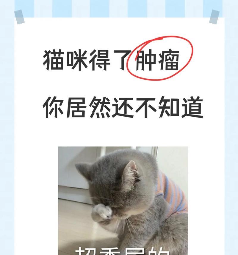 猫咪常见的癌症及预防方法（猫咪健康关注，预防癌症从现在开始）(图4)