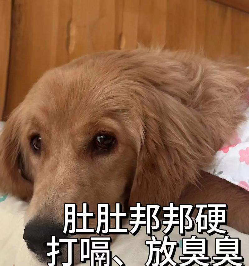 狗狗打嗝的原因及解决方法（了解狗狗打嗝的6大成因，让它安心吃饭）(图3)