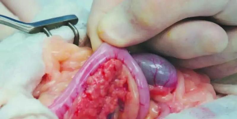 猫咪常见的癌症及预防方法（猫咪健康关注，