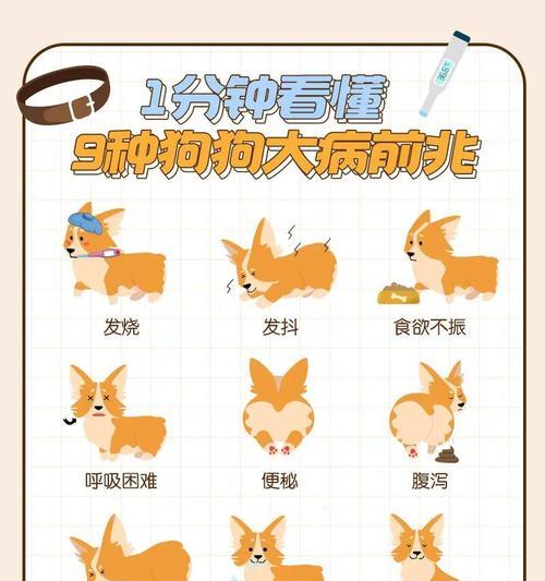 狗狗咳嗽竟是细小！怎么办？（了解细小的症