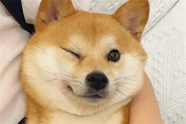 哪些狗狗不喜欢叫唤？(图1)