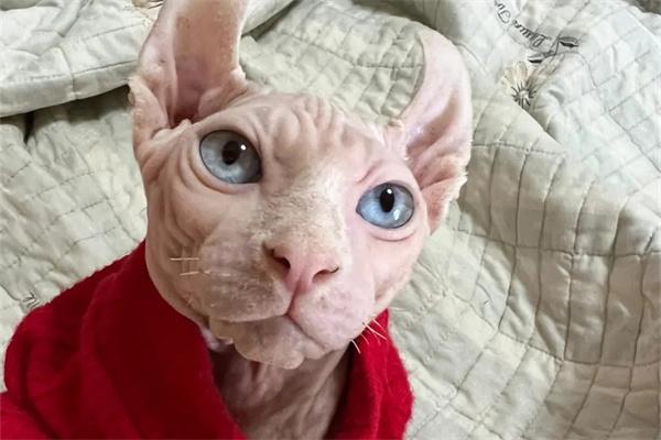 猫咪老年痴呆的症状有哪些？(图3)