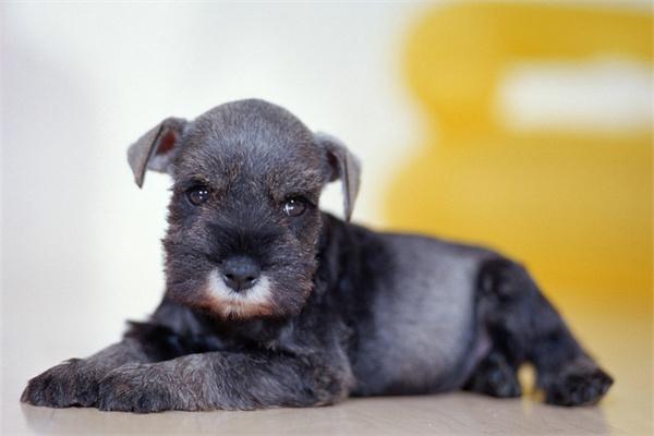 狗狗什么时候步入老年期?(图2)