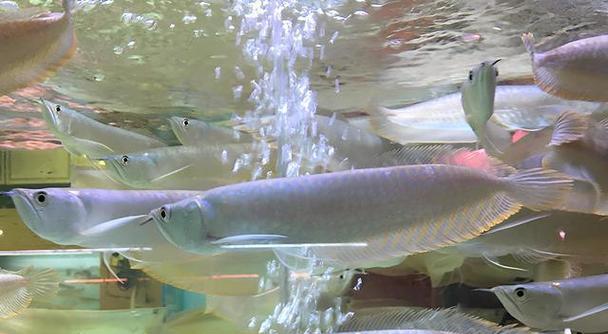 以银龙喂养的鱼类上浮繁荣（饲养银龙，助您打造绚丽的水族世界）(图3)