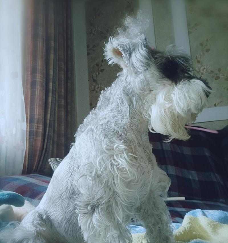 雪纳瑞生完宝宝该吃什么水果？（为了雪纳瑞的健康，选择适宜的水果是关键）(图3)