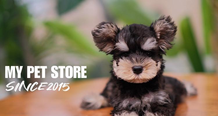 雪纳瑞生完宝宝该吃什么水果？（为了雪纳瑞的健康，选择适宜的水果是关键）(图1)