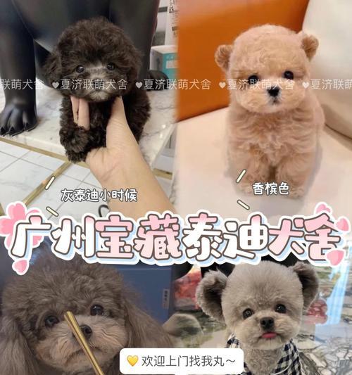 如何正确养玩具泰迪（关注养玩具泰迪的注意事项）(图1)