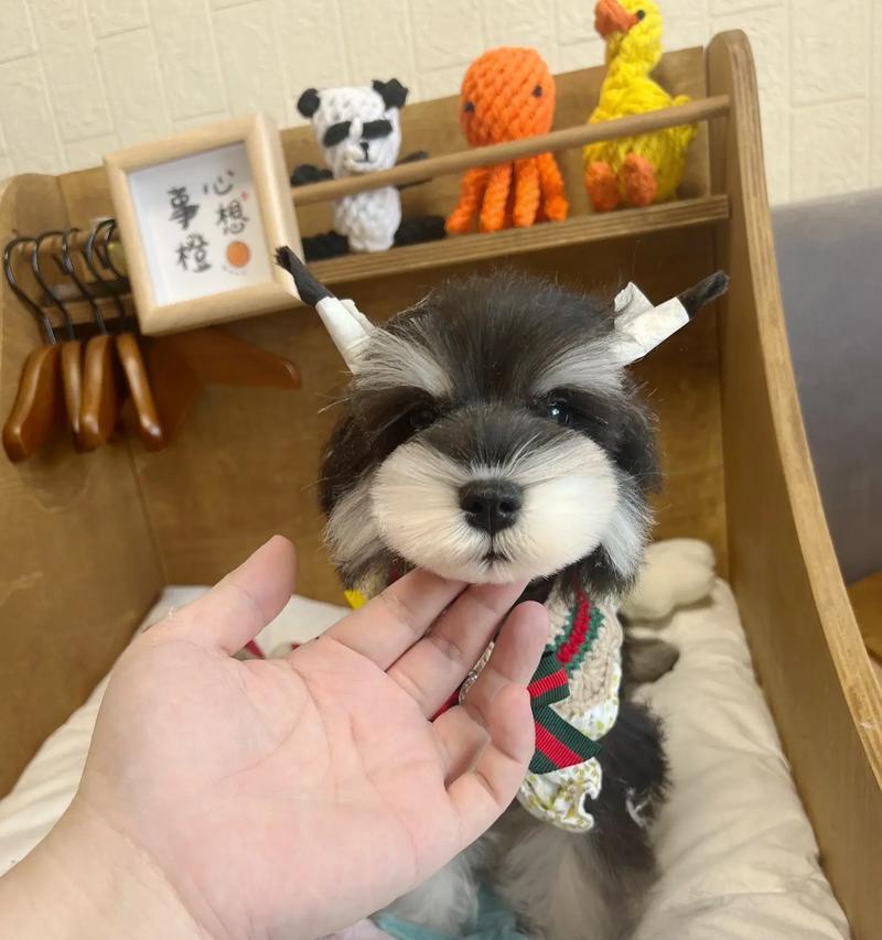 雪纳瑞生完宝宝该吃什么水果？（为了雪纳瑞的健康，选择适宜的水果是关键）(图2)