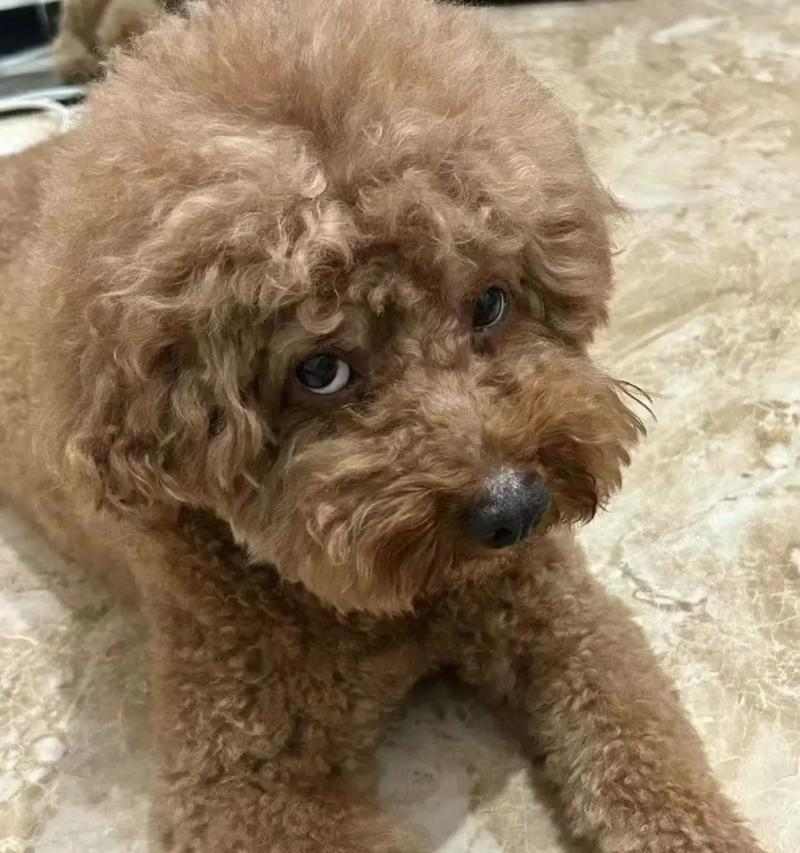 以泰迪犬4斤6两是什么体型？（探索泰迪犬的迷人体型及其特点）(图3)