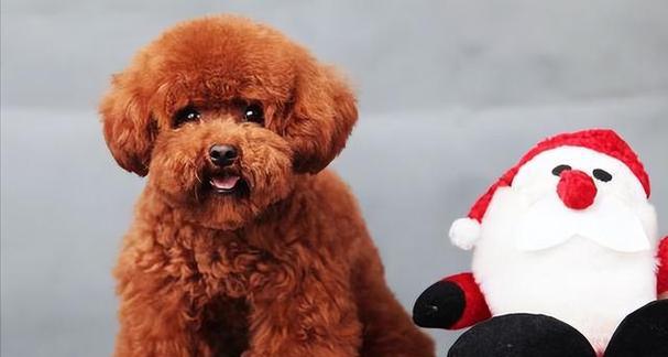 以泰迪犬4斤6两是什么体型？（探索泰迪犬