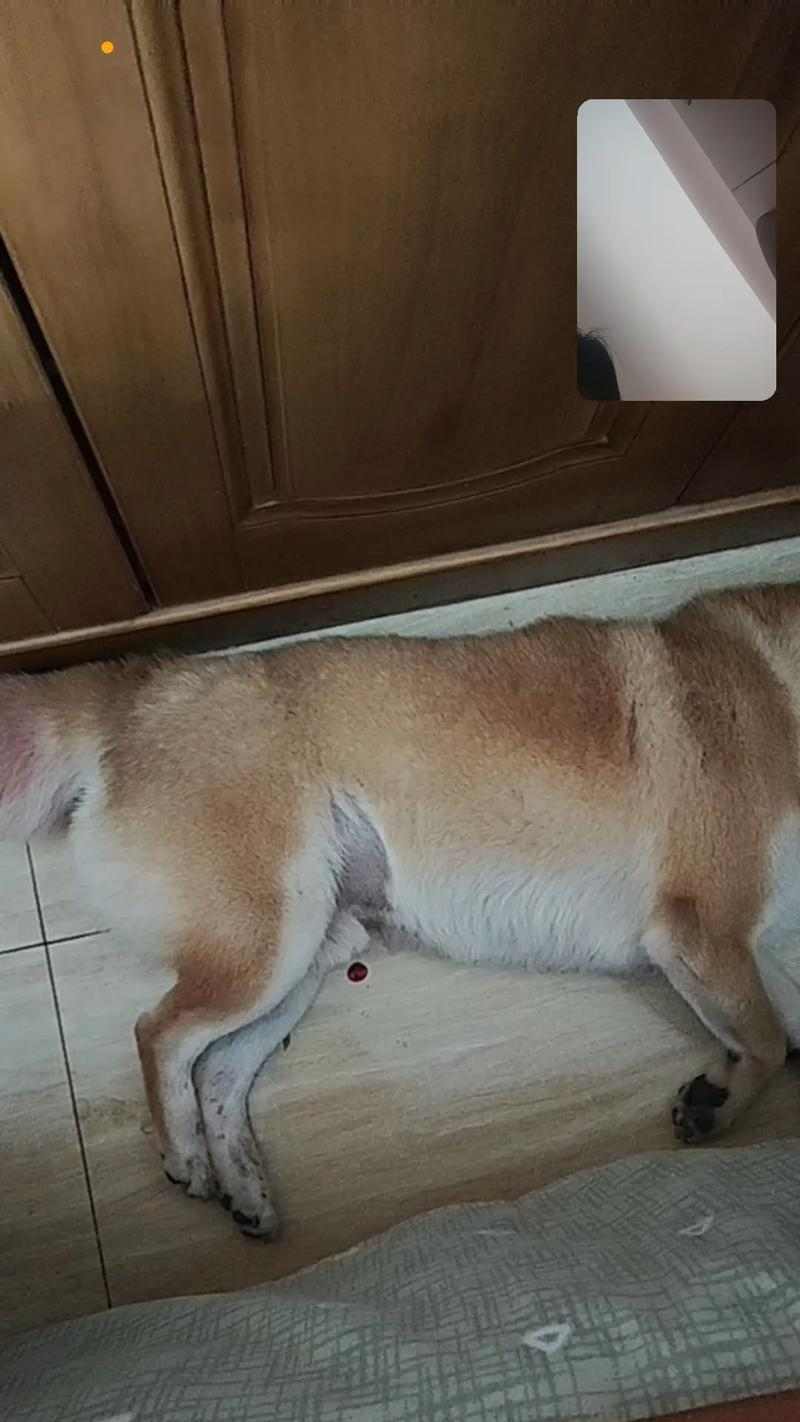 了解狗狗痉挛症（揭秘狗狗痉挛症的常见症状和有效处理方法）