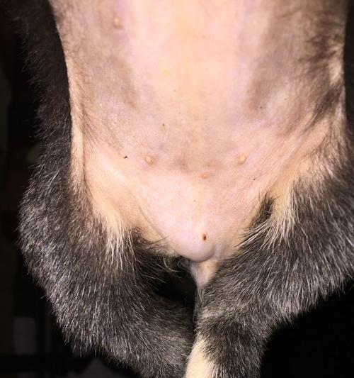 狗狗前列腺疾病解析（狗狗前列腺疾病的发生