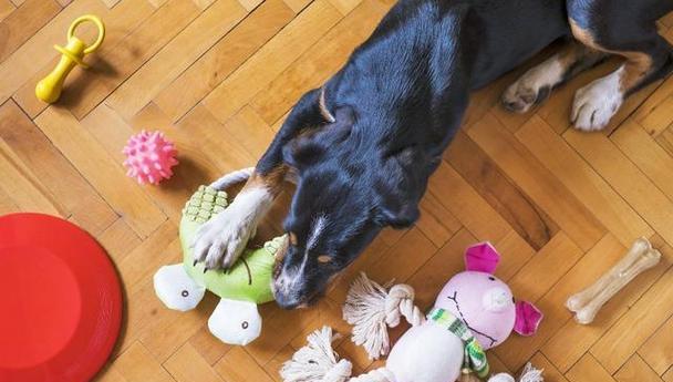 养狗新手必备家具选购指南（为你的爱犬打造舒适的家居环境，提供）(图1)