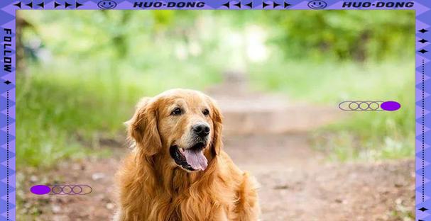 养金毛须知（宠物主人必知的15个金毛养育要点）(图2)