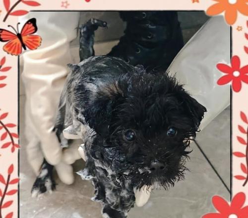 买狗回家后多久可以洗澡？（了解适宜洗澡的时机，让你的狗狗健康舒适）(图1)