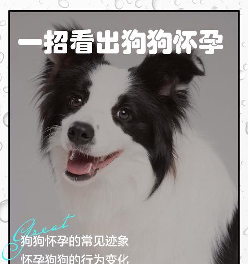 狗狗怀孕多久可以洗澡？（关键时期的护理与注意事项）(图3)