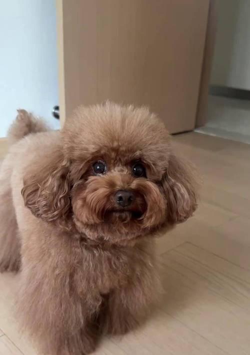 泰迪犬的优点及其受欢迎的原因（泰迪犬）(图2)