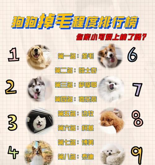 比熊换毛周期及相关注意事项（了解比熊换毛周期，科学护理你的比熊宝贝）(图2)