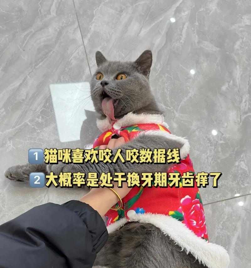 猫咪磨牙期有多久？（探讨猫咪磨牙期的持续
