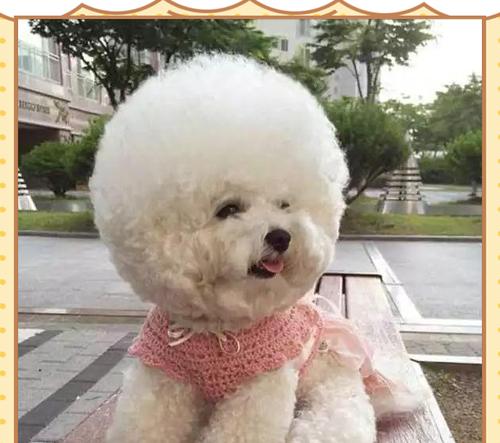 比熊换毛周期及相关注意事项（了解比熊换毛