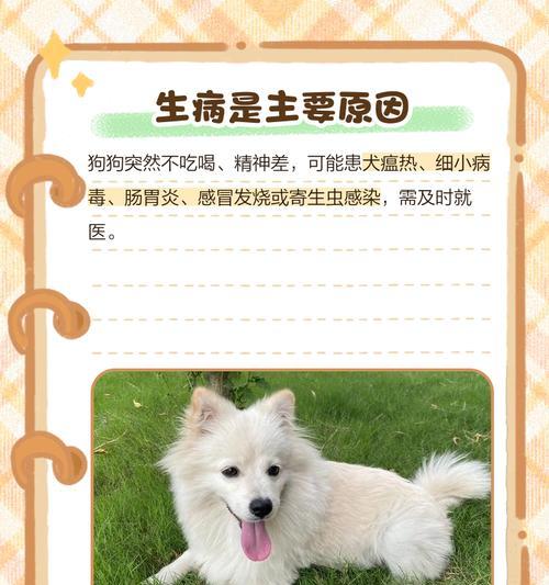 品种狗不吃屎的原因和解决方法（揭秘不吃屎品种狗的奥秘，助你解决尴尬问题）(图2)