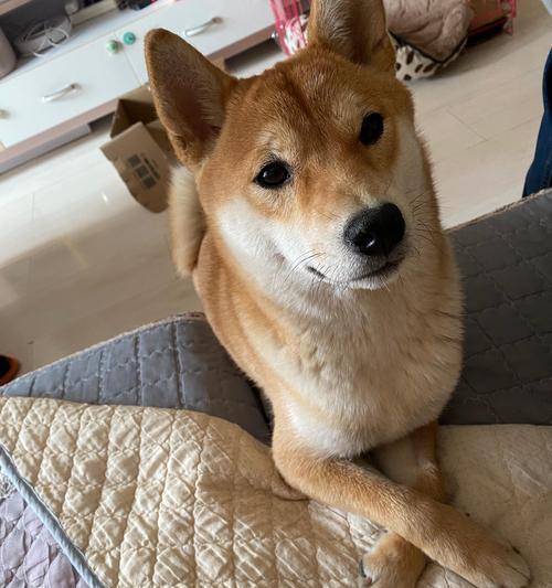 品种狗不吃屎的原因和解决方法（揭秘不吃屎品种狗的奥秘，助你解决尴尬问题）(图1)