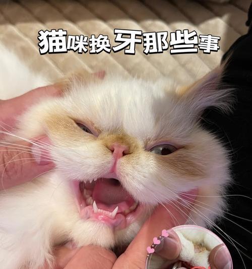 猫咪磨牙期有多久？（探讨猫咪磨牙期的持续时间及影响）(图3)