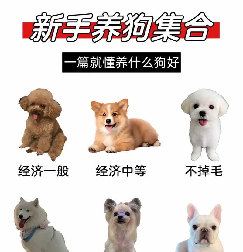 新手养狗必读（了解阿拉斯加犬的关键要点，