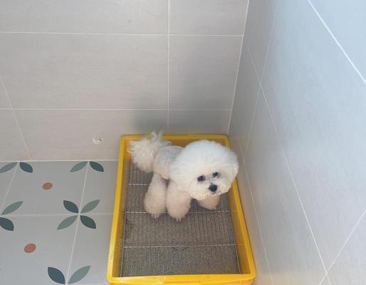 狗狗拉稀5天不吃不拉，用猫砂治疗是否可行？（探究主人在狗狗拉稀问题上使用猫砂的有效性）(图4)